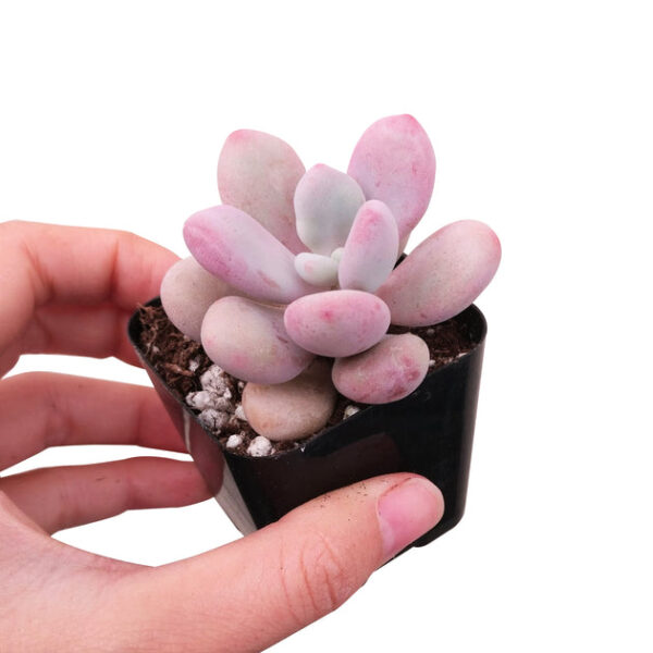 Moonstones Pachyphytum - Image 6