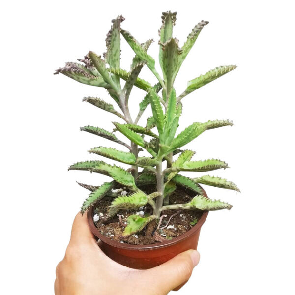 Mother of Thousands Kalanchoe - Image 6