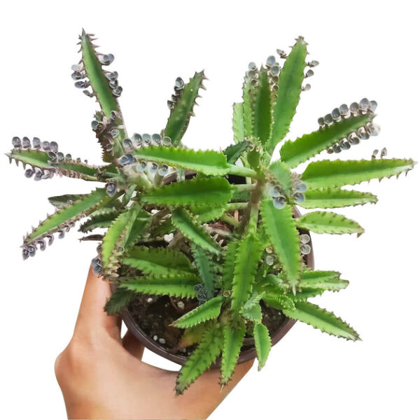 Mother of Thousands Kalanchoe - Image 4