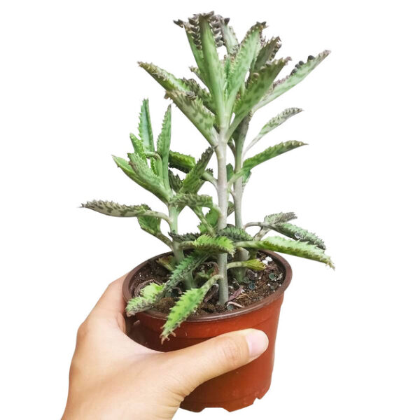 Mother of Thousands Kalanchoe - Image 5