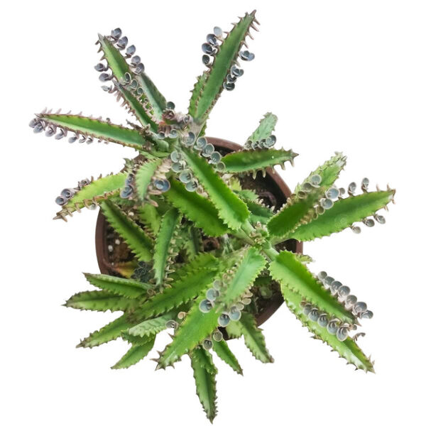 Mother of Thousands Kalanchoe - Image 3