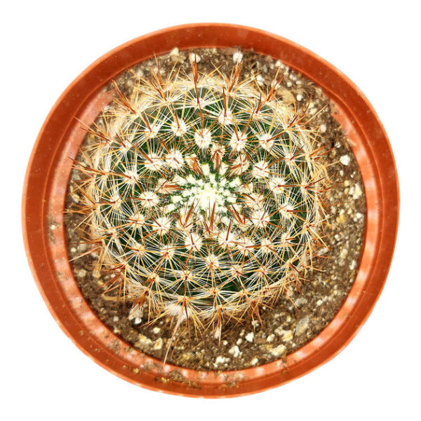 Mammillaria Spinosissima Cactus - Image 2