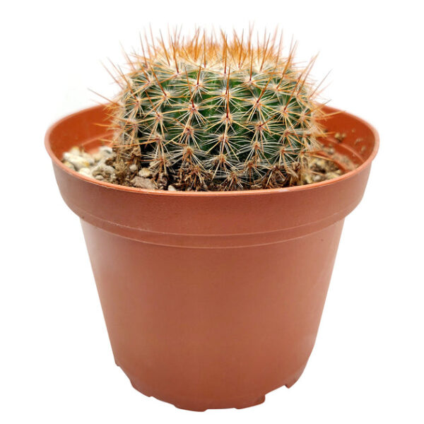 Mammillaria Spinosissima Cactus - Image 3