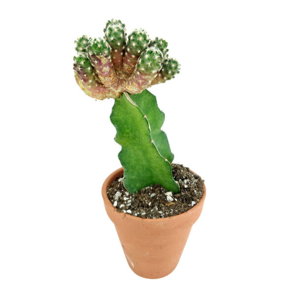 Mammillaria Haudeana Cactus - Image 5