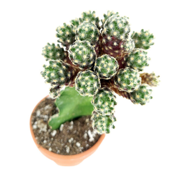 Mammillaria Haudeana Cactus - Image 4