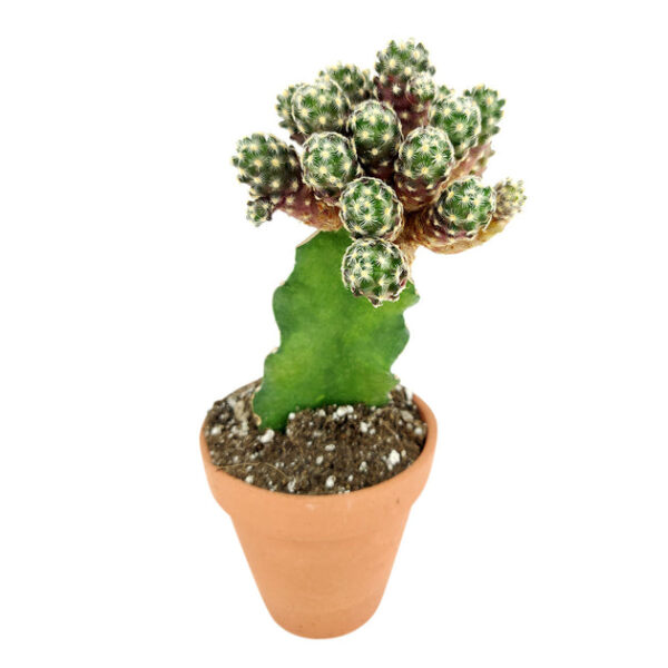 Mammillaria Haudeana Cactus - Image 2