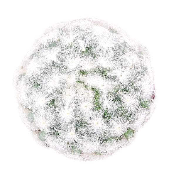 Mammillaria Plumosa 'Feather Cactus' - Image 2