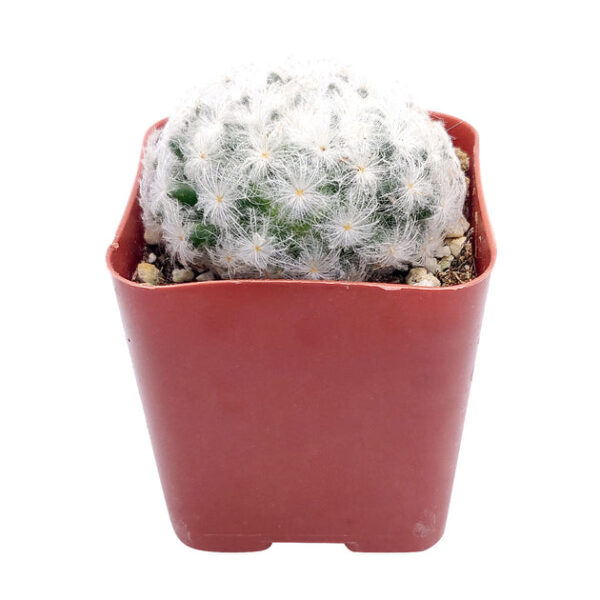 Mammillaria Plumosa 'Feather Cactus' - Image 4