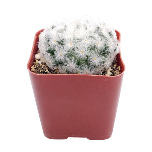 Mammillaria Plumosa 'Feather Cactus' - Image 5