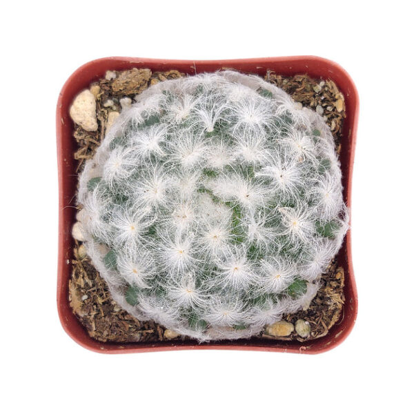 Mammillaria Plumosa 'Feather Cactus' - Image 6