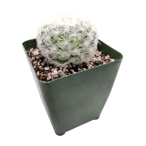 Mammillaria Plumosa 'Feather Cactus' - Image 7