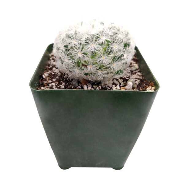 Mammillaria Plumosa 'Feather Cactus' - Image 8