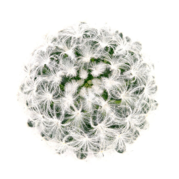 Mammillaria Plumosa 'Feather Cactus' - Image 9