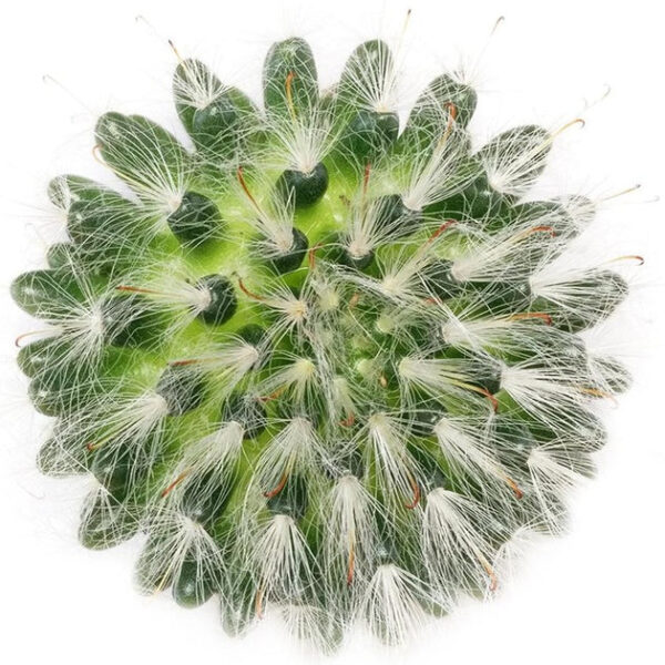 Powder Puff Cactus Mammillaria - Image 2