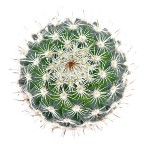 Mammillaria haageana ssp. Elegans Cactus