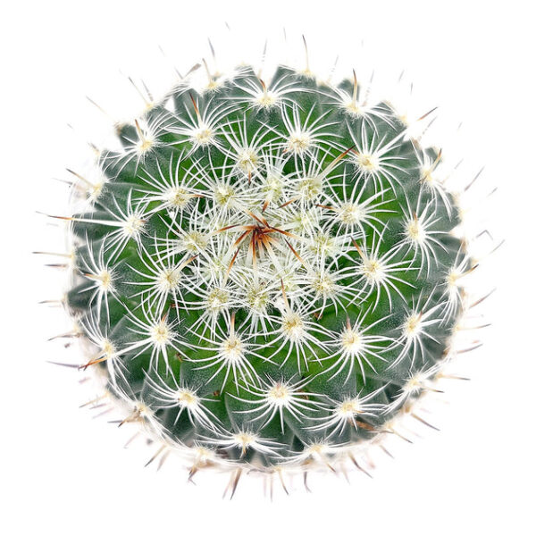 Mammillaria haageana ssp. Elegans Cactus