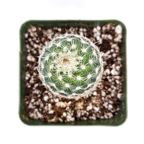 Mammillaria haageana ssp. Elegans Cactus - Image 2