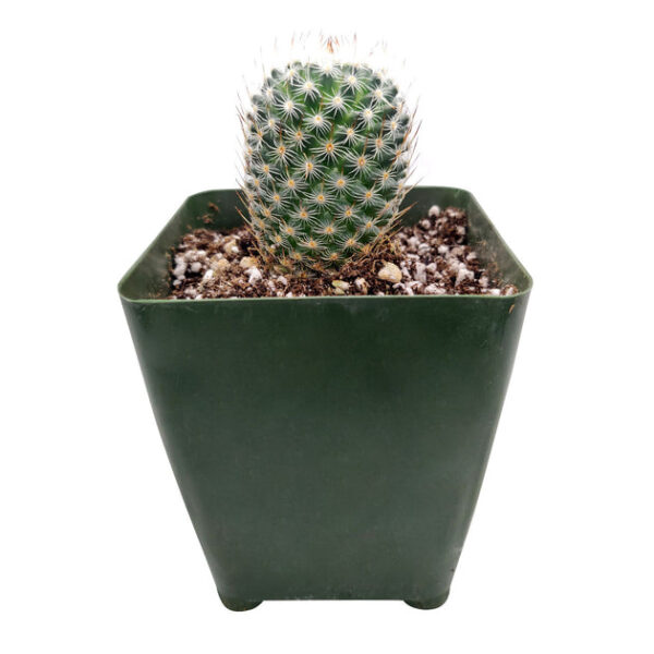 Mammillaria haageana ssp. Elegans Cactus - Image 4
