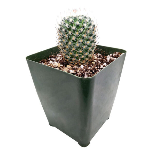 Mammillaria haageana ssp. Elegans Cactus - Image 5