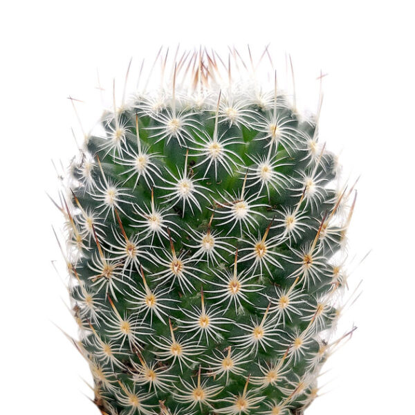 Mammillaria haageana ssp. Elegans Cactus - Image 3