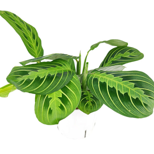 Maranta Lemon Lime - Image 4