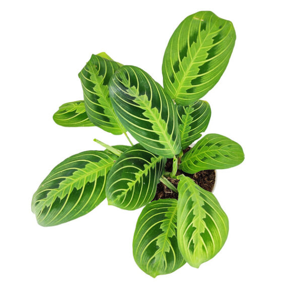 Maranta Lemon Lime - Image 2