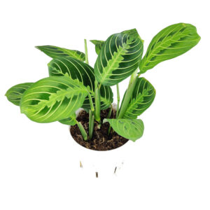 Maranta Lemon Lime