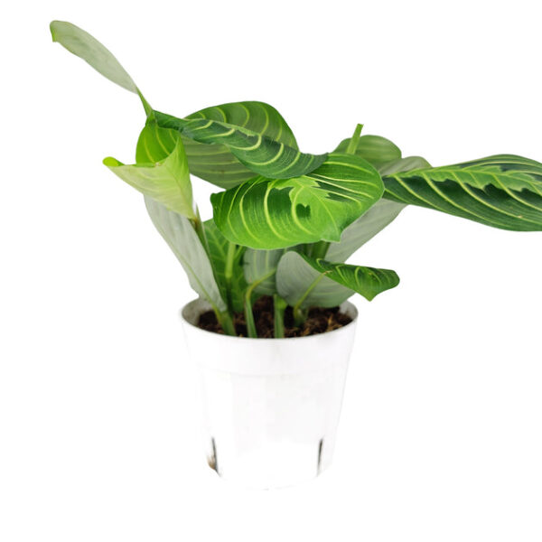 Maranta Lemon Lime - Image 3