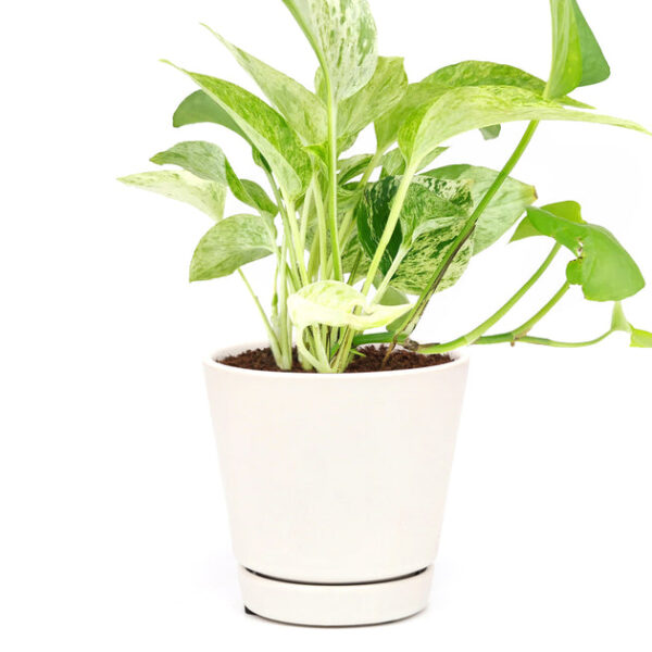 Marble Queen Pothos - Image 5