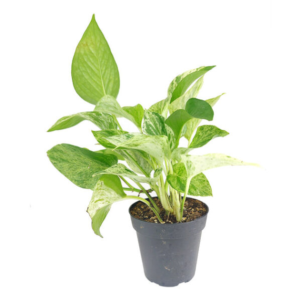 Marble Queen Pothos - Image 3