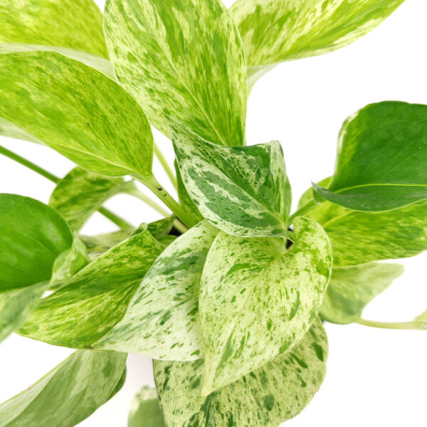 Marble Queen Pothos - Image 4