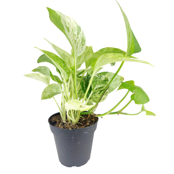 Marble Queen Pothos - Image 2