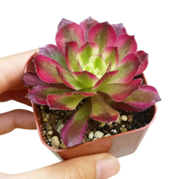 Aeonium Mardi Gras Rosettes - Image 6