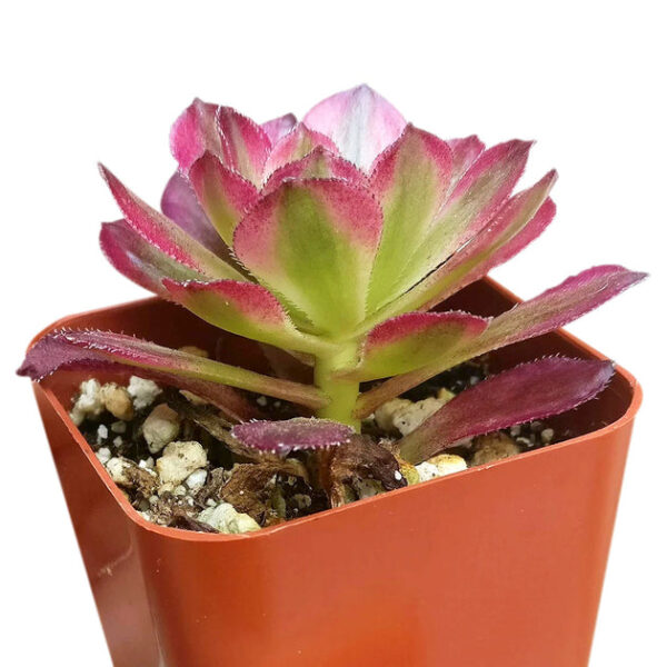 Aeonium Mardi Gras Rosettes - Image 5