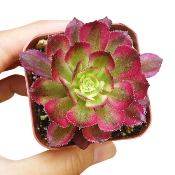 Aeonium Mardi Gras Rosettes - Image 7