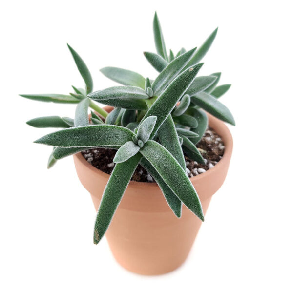 Crassula Mesembryanthemoides Tenelli - Image 3