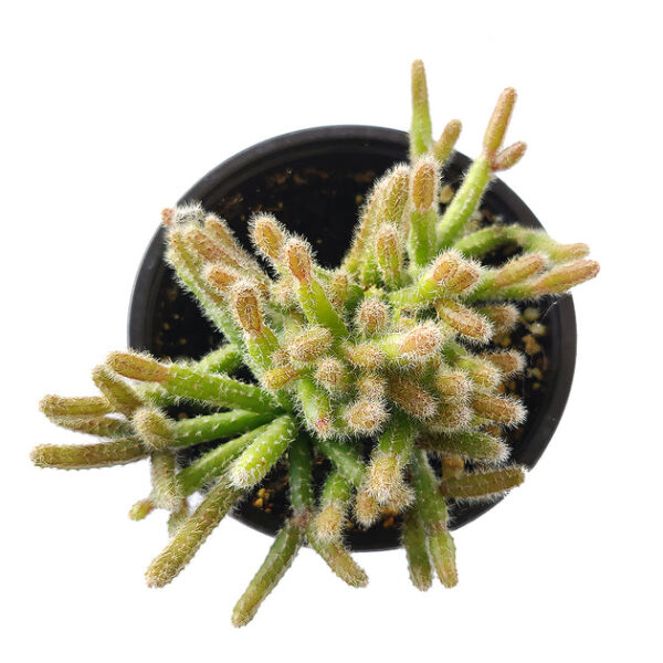 Mini Rat's Tail Cactus - Image 3