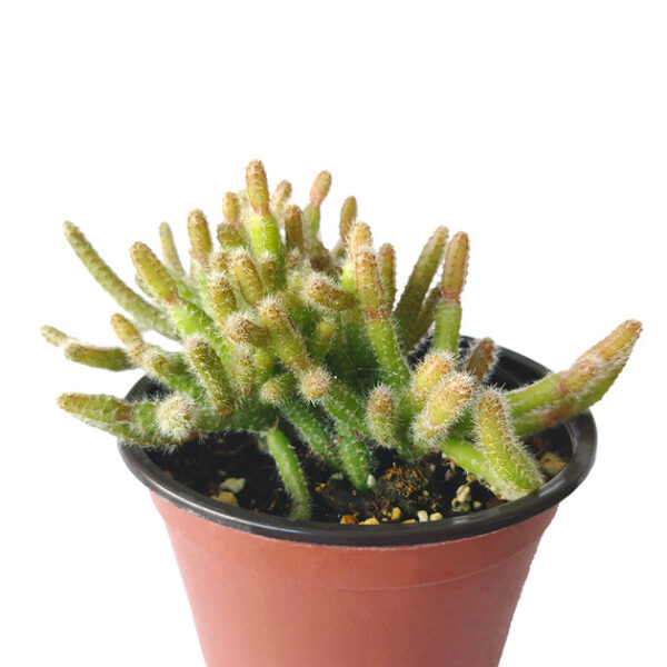 Mini Rat's Tail Cactus - Image 4