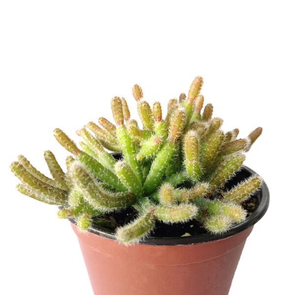 Mini Rat's Tail Cactus - Image 2