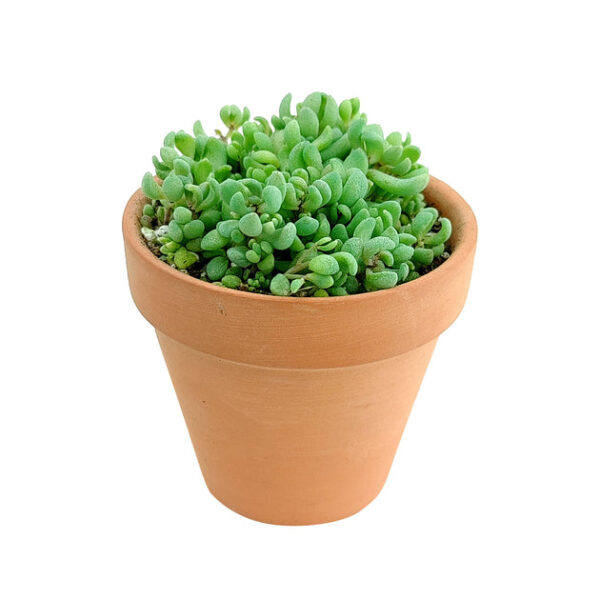 Sedum Minor Succulent - Image 6