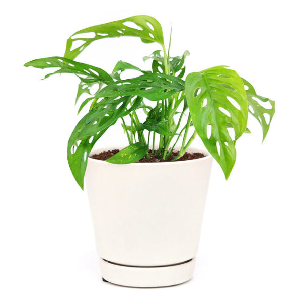 Monstera Adansonii 'Swiss Cheese' - Image 6