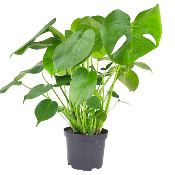 Monstera Deliciosa - Image 4