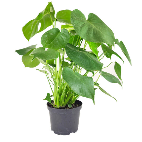 Monstera Deliciosa - Image 3