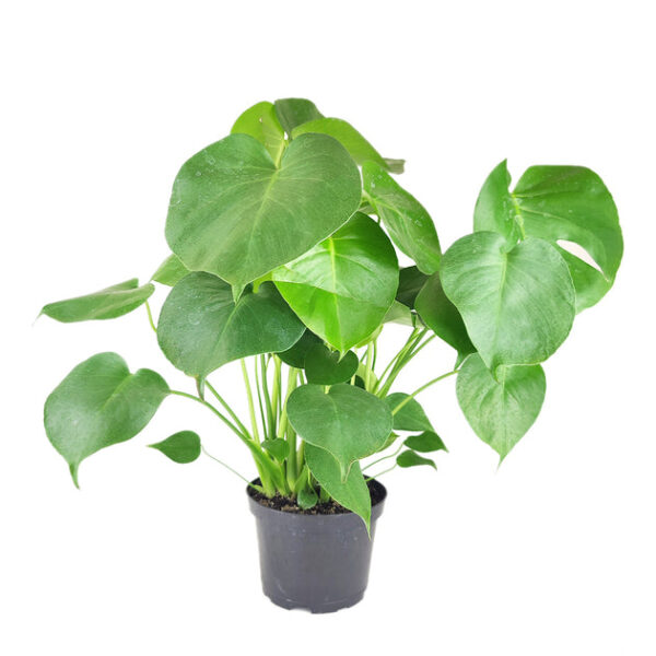 Monstera Deliciosa - Image 2