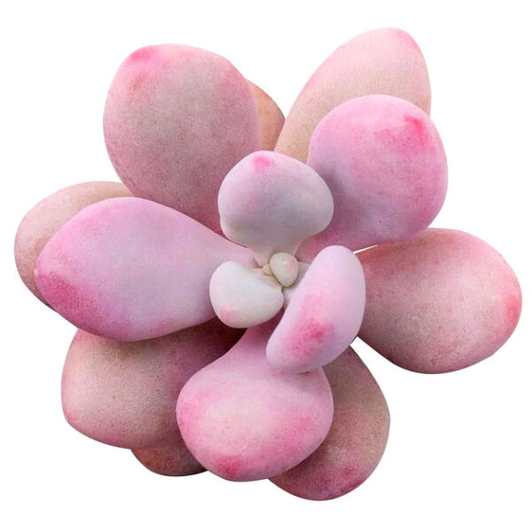 Moonstones Pachyphytum - Image 4
