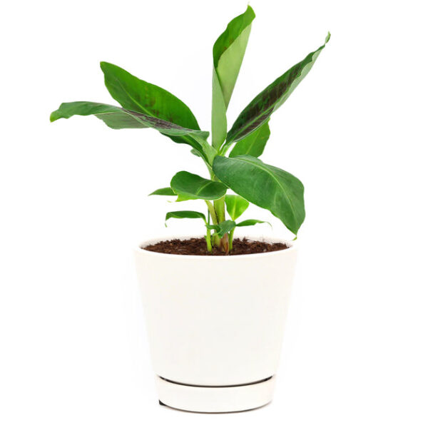 Musa Tropicana Banana Plant - Image 5