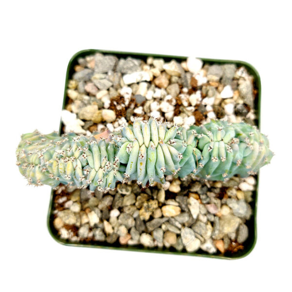 Dinosaur Back Plant Cactus - Image 2