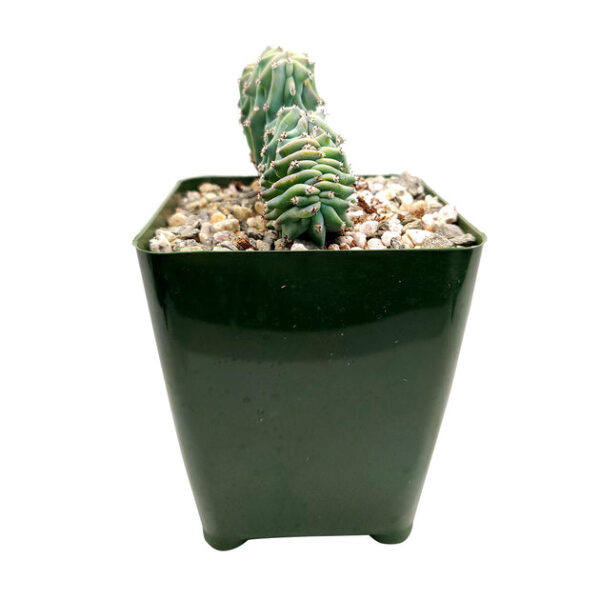Dinosaur Back Plant Cactus - Image 3