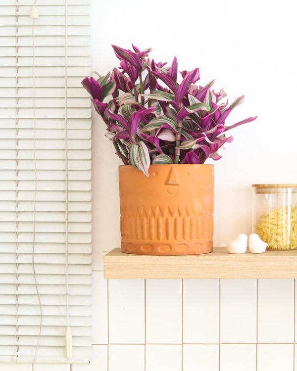 Tradescantia Nanouk - Image 8