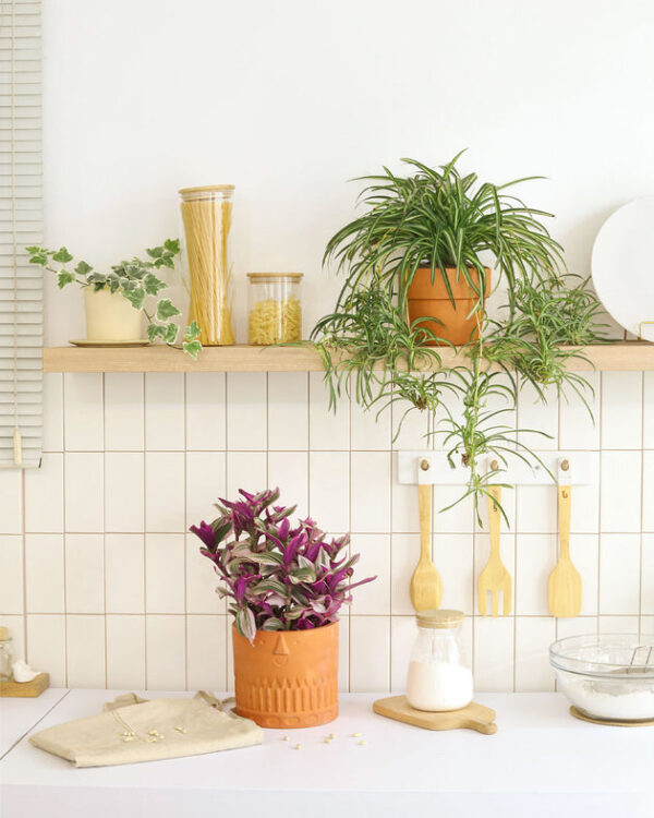 Tradescantia Nanouk - Image 7